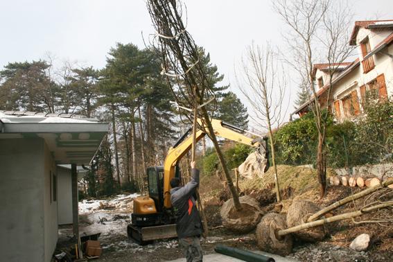 Plantation de gros sujets