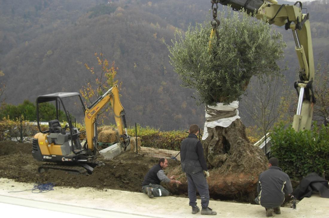 Plantation de végétaux remarquables