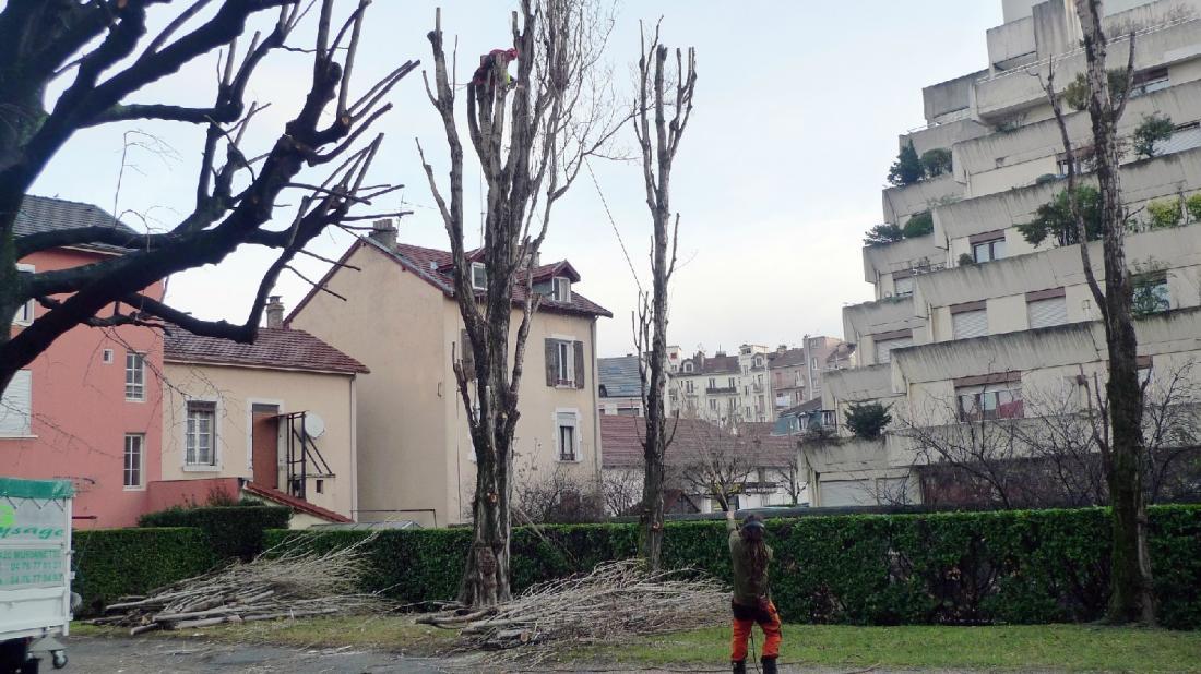 Taille sur tire sève, prolongement