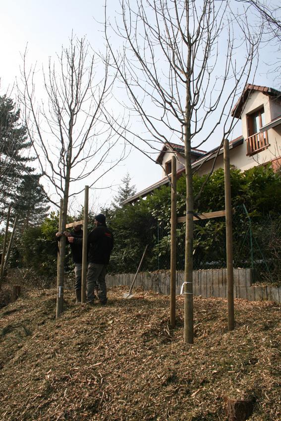 Plantation de gros sujets