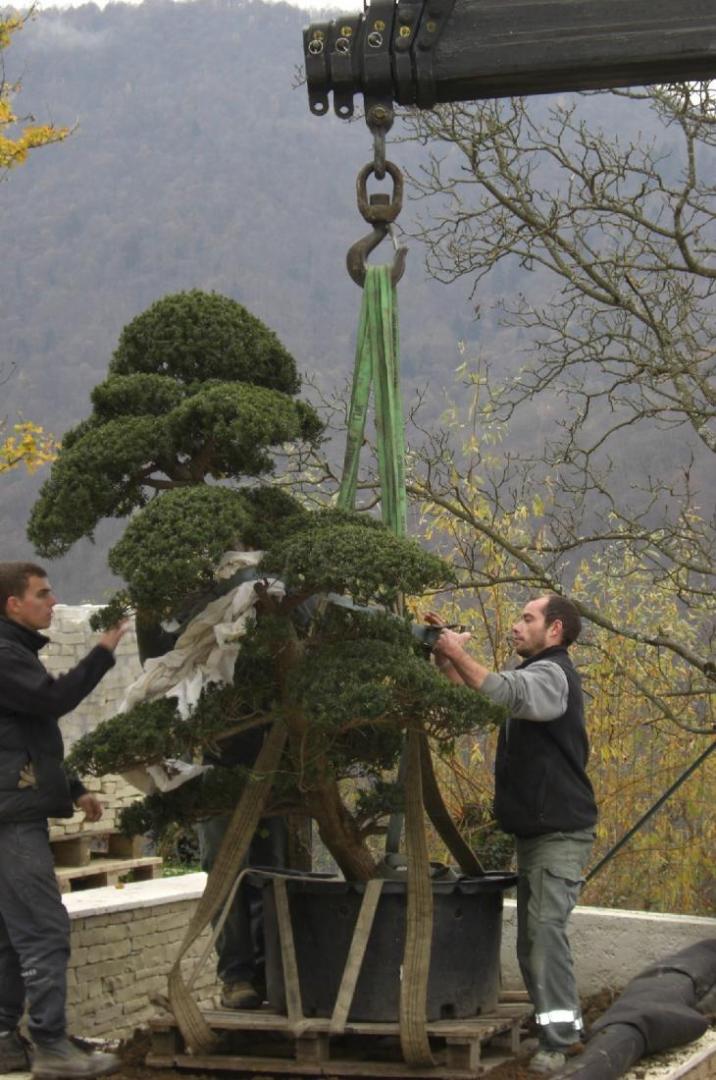 Plantation de végétaux remarquables