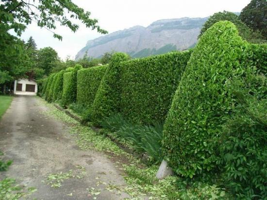 Taille de massifs et haies